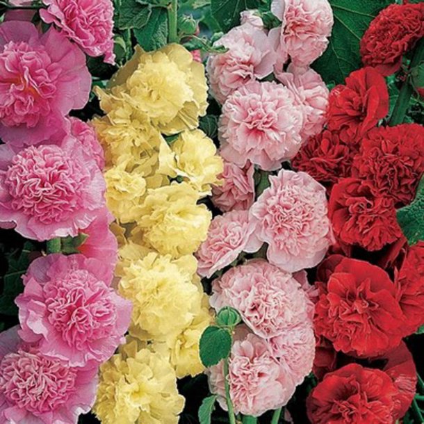 Stokrose <br>'Summer Carnival Mix'<br><i>Alcea rosea</i>
