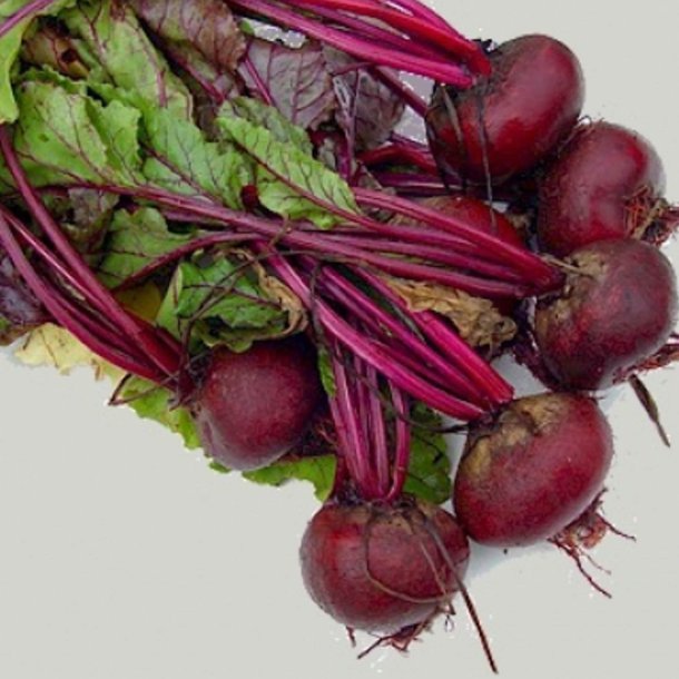 Rdbede <br>'Detroit 2 Crimson Globe'<br><i>Beta vulgaris</i>