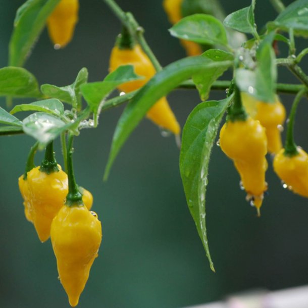Chili <br>'Hot Lemon' <br><i>Capsicum annuum</i>