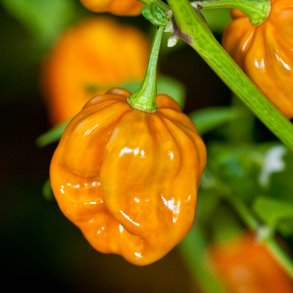 Chili <br>'Habanero Mustard'<br><i>Capsicum chinense</i>