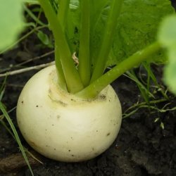 Hakurei, Japansk majroe <br>'Tokyo Cross' F1 <br><i> Brassica rapa var rapifera</i>