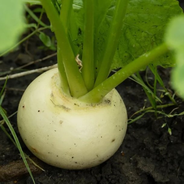 Hakurei, Japansk majroe <br>'Tokyo Cross' F1 <br><i> Brassica rapa var rapifera</i>