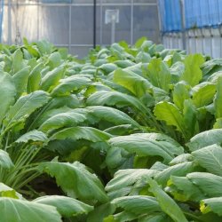 Hakurei, Japansk majroe <br>'Tokyo Cross' F1 <br><i> Brassica rapa var rapifera</i>