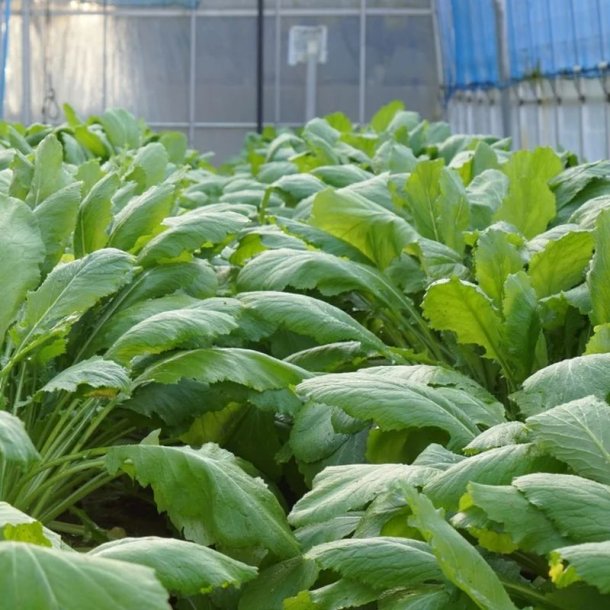 Hakurei, Japansk majroe <br>'Tokyo Cross' F1 <br><i> Brassica rapa var rapifera</i>