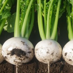 Hakurei, Japansk majroe <br>'Tokyo Cross' F1 <br><i> Brassica rapa var rapifera</i>