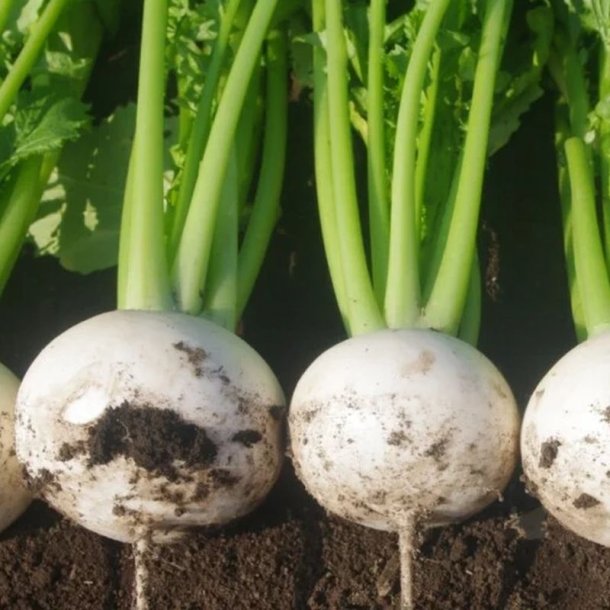 Hakurei, Japansk majroe <br>'Tokyo Cross' F1 <br><i> Brassica rapa var rapifera</i>