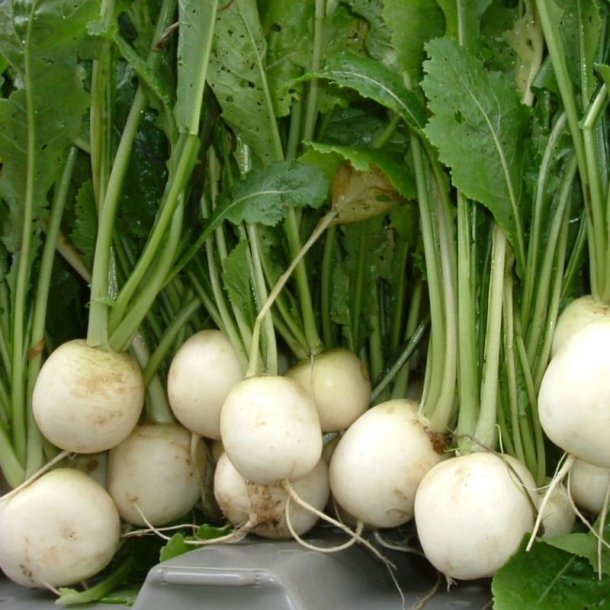 Hakurei, Japansk majroe <br>'Tokyo Cross' F1 <br><i> Brassica rapa var rapifera</i>