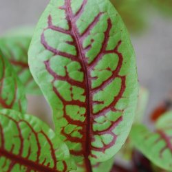 Syre, <br>Have- <br><i>Rumex rugosus</i> 