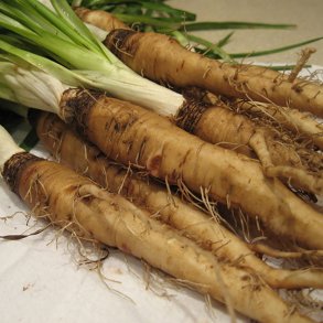 Havrerod<br>'Mammoth Sandwich Island'<br><i>Tragopogon porrifolius</i>  