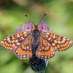 Djvelsbid <br><i>Succisa pratensis </i><br><br>