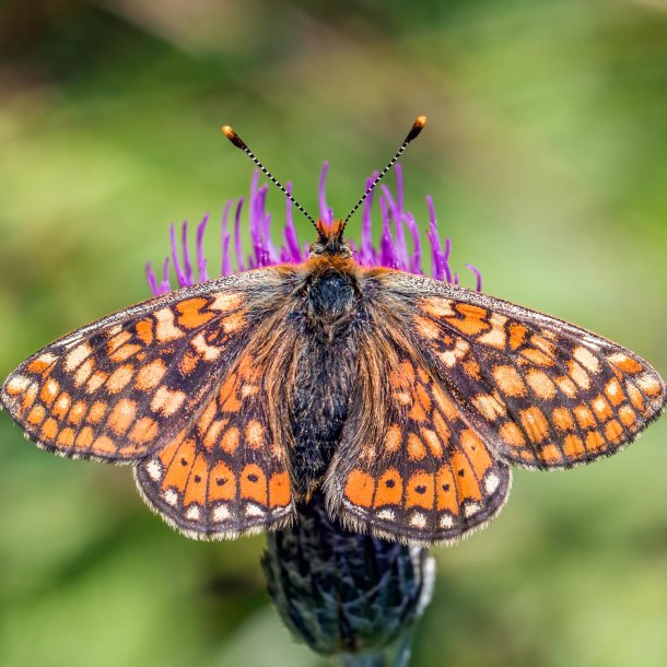 Djvelsbid <br><i>Succisa pratensis </i><br><br>