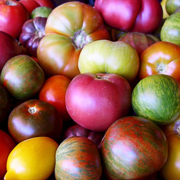 Tomat <br>'Mix'<br><i>Lycopersicon esculentum</i>