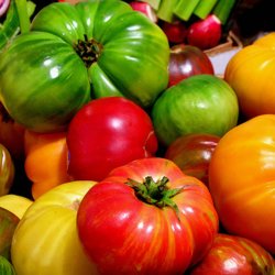 Tomat <br>'Mix'<br><i>Lycopersicon esculentum</i>