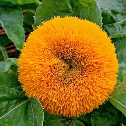 Solsikke <br>'Double Sunking' <br><i>Helianthus annuus</i>