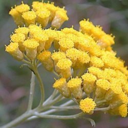 Karryplante<br><i>Helichrysum italicum</i><br><br>