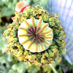 Valmue, Opiums- <br>'Hen &amp; Chickens' <br><i>Papaver somniferum </i>