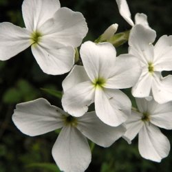 Natviol, <br>Velduftende aftenstjerne <br>'Alba' <br><i>Hesperis matronalis </i>
