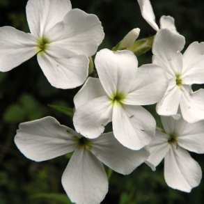 Natviol, <br>Velduftende aftenstjerne <br>'Alba' <br><i>Hesperis matronalis </i>
