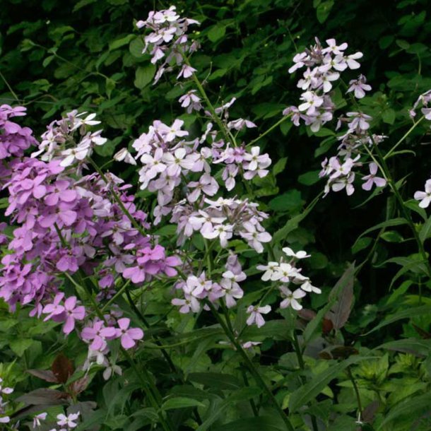 Natviol, <br>Velduftende aftenstjerne <br>'Mix' - <br><i>Hesperis matronalis </i>