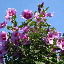 Syrisk rose <br><i>Hibiscus syriacus </i><br><br>