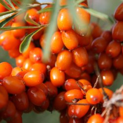 Havtorn <br><i>Hippopha rhamnoides</i><br><br>