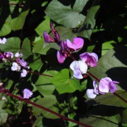 Hjelmbnne, <br>Lablab-bnne, Hyacintbnne<br><i>Dolichos lablab </i>