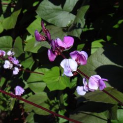 Klatreplanter <br>'Mix' <br><i>Storkb</i>