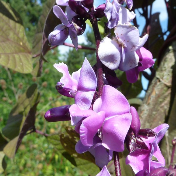 Hjelmbnne, <br>Lablab-bnne, Hyacintbnne<br><i>Dolichos lablab </i>