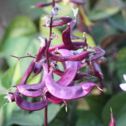 Hjelmbnne, <br>Lablab-bnne, Hyacintbnne<br><i>Dolichos lablab </i>