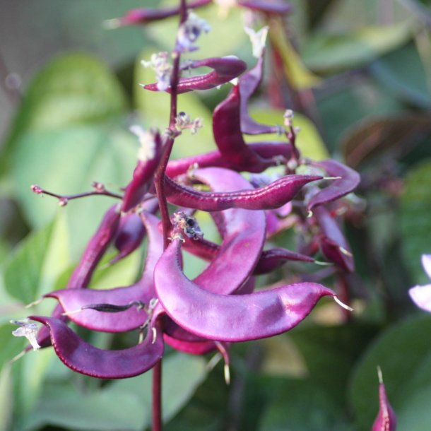 Hjelmbnne, <br>Lablab-bnne, Hyacintbnne<br><i>Dolichos lablab </i>