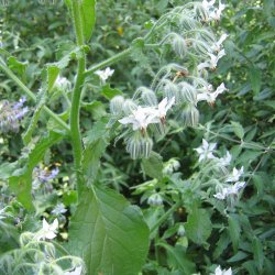 Hjulkrone <br>'Alba'<br><i>Borago officinalis </i>