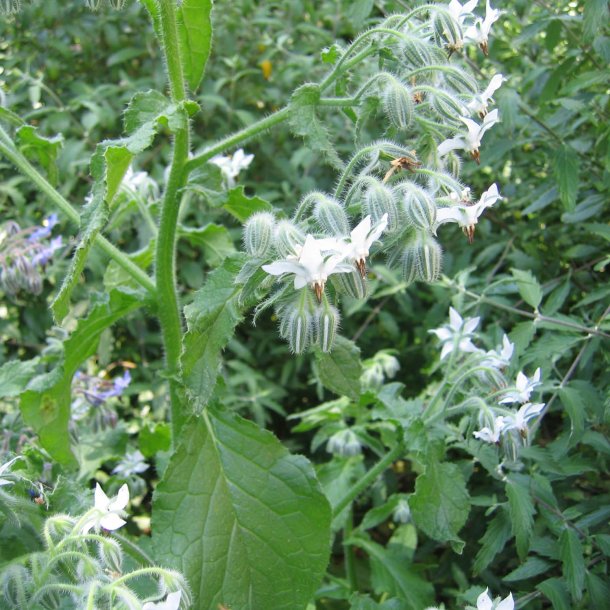 Hjulkrone <br>'Alba'<br><i>Borago officinalis </i>