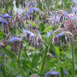 Hjulkrone, <br>bl <br><i>Borago officinalis </i>