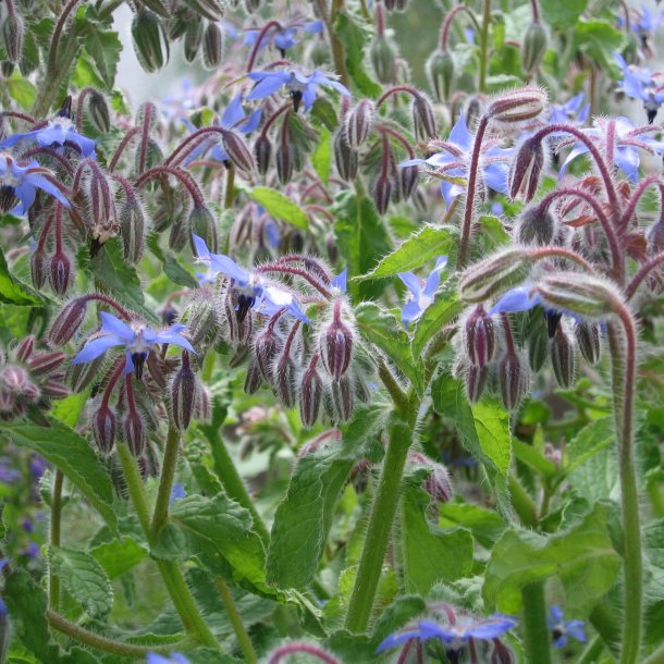 Hjulkrone, <br>bl <br><i>Borago officinalis </i>