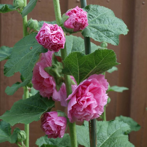 Stokrose <br>'Chater Rose'<br><i>Alcea rosea</i>