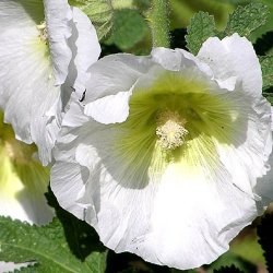 Stokrose <br>'Alba' <br><i>Alcea rosea</i>