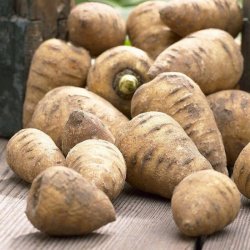 Hulsv�b, Knoldet - <br> K�rvelrod <br><i>Chaerophyllum bulbosum</i> 