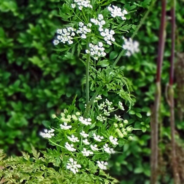 Hulsv�b, Knoldet - <br> K�rvelrod <br><i>Chaerophyllum bulbosum</i> 