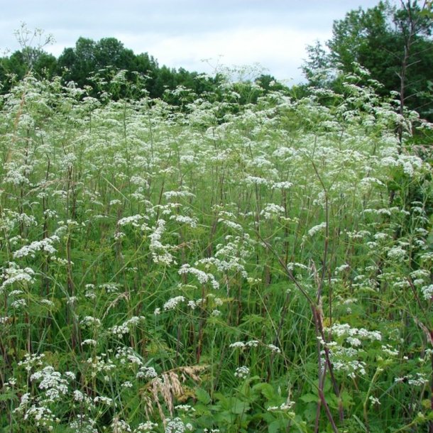 Hulsv�b, Knoldet - <br> K�rvelrod <br><i>Chaerophyllum bulbosum</i> 