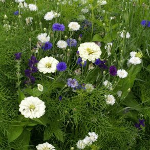 Blomstermix <br>'Hvide Skyer'<br><br>