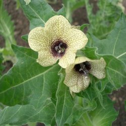 Bulmeurt <br><i>Hyoscyamus niger </i><br><br>