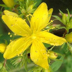 Hyperikum, <br>Prikbladet perikon <br><i>Hypericum perforatum</i> 
