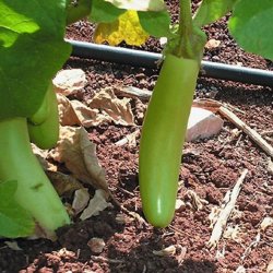 Aubergine <br>'Louisiana Long Green'<br> <i>Solanum melongena</i>