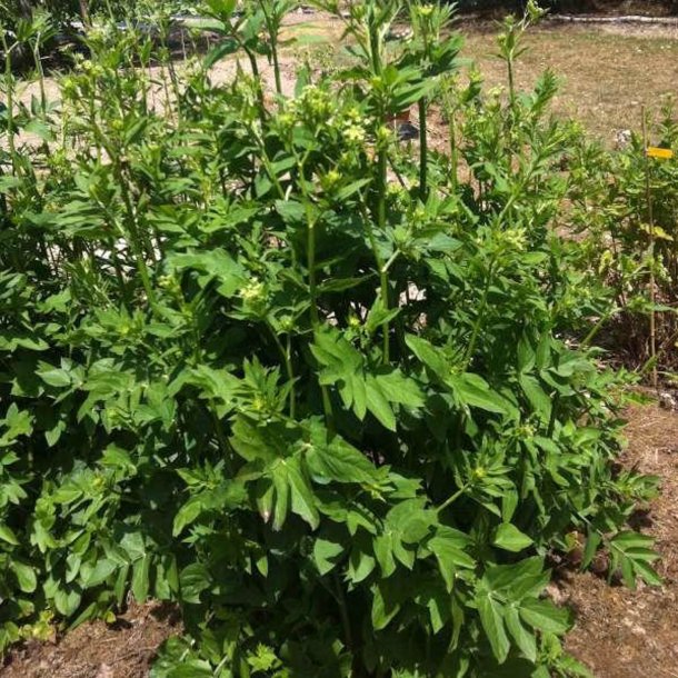 Sukkerrod <br><i>Sium sisarum</i><br><br>