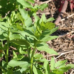 Sukkerrod <br><i>Sium sisarum</i><br><br>