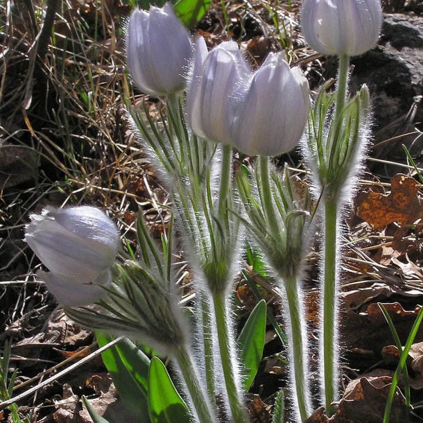 Kobjlde, ben <br>'Wolfgangiana' <br><i>Pulsatilla patens</i>