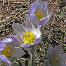 Kobjlde, ben <br>'Wolfgangiana' <br><i>Pulsatilla patens</i>