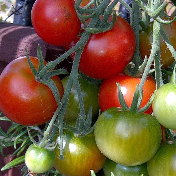 Tomat <br>'Cherry Gardeners Delight'<br><i>Lycopersicon esculentum</i>