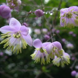 Violfr�stjerne, <br>violet <br><i>Thalictrum delavayi</i>