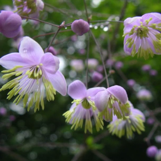Violfr�stjerne, <br>violet <br><i>Thalictrum delavayi</i>